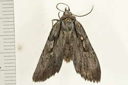 Image of Xestia vernilis Grote 1879