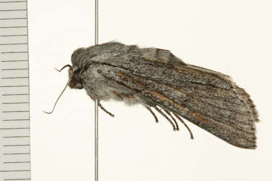 <i>Acronicta cyanescens</i> Hampson resmi