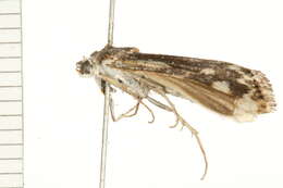 Image of Tarache augustipennis