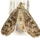 Слика од Euxoa (Orosagrotis) perolivalis Smith 1905