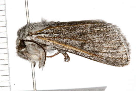 Image of <i>Acronicta cyanescens</i> Hampson