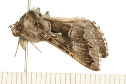 Image of <i>Autographa v-alba</i>