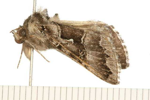 Image de <i>Autographa v-alba</i>