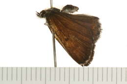 Image of Mariposa Copper