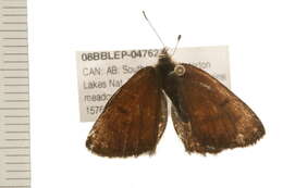 Image of Mariposa Copper