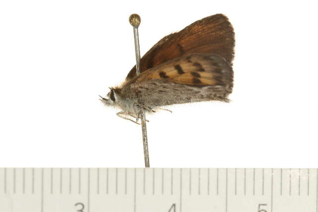 Image of Mariposa Copper