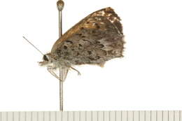 Image of Mariposa Copper