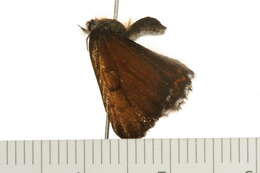 Image of Mariposa Copper