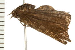 Image of <i>Satyrium titus</i>