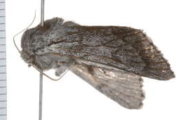 Image of <i>Acronicta cyanescens</i> Hampson