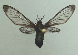 Image of Psilopleura Hampson 1898