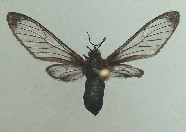 Image of Psilopleura Hampson 1898