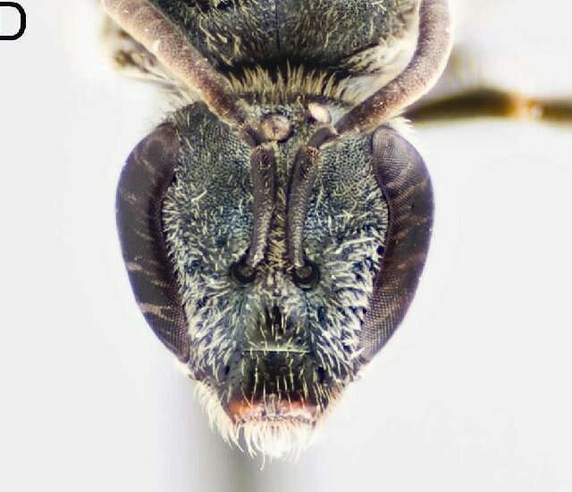 Image of <i>Lasioglossum droegei</i>