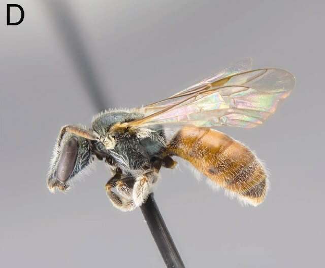 <i>Lasioglossum droegei</i> resmi