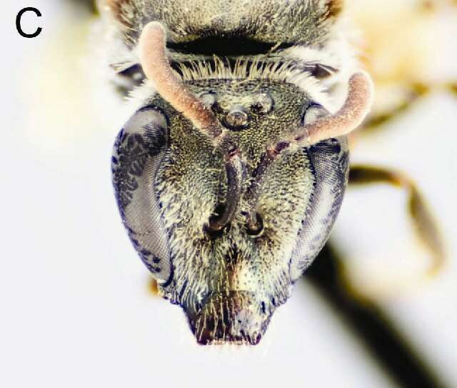 <i>Lasioglossum griswoldi</i> resmi