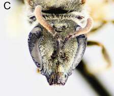 Image of <i>Lasioglossum griswoldi</i>
