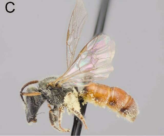 Image of <i>Lasioglossum griswoldi</i>