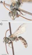 Lasioglossum petrellum (Cockerell 1903)的圖片