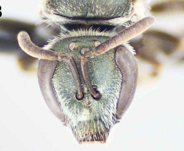 Image of <i>Lasioglossum tuolumnense</i>