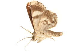 Image of Ercheia pulchrivena Walker 1864