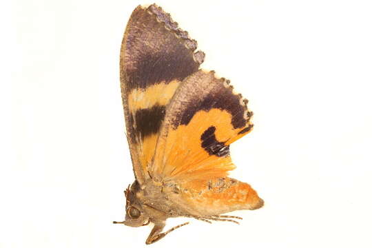 Image of Dystypoptila