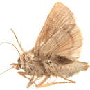 Image of Athetis bipuncta Snellen 1880