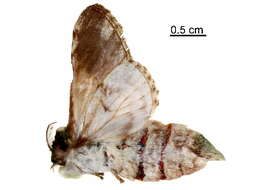Image of Dicranurinae