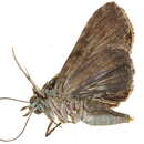 Image of Lophoptera acuda Swinhoe 1906