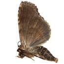 Image of Lophoptera chalybea Walker 1864