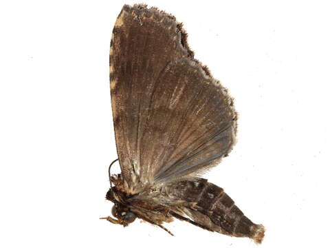 Image of Lophoptera chalybea Walker 1864