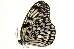 Image of Idea leuconoe Erichson 1834