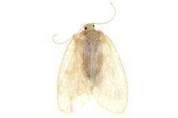Image of Schistophleps Hampson 1891