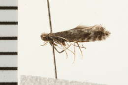 Image of Black Birch Leafminer