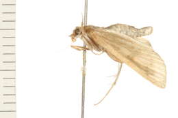 Image of <i>Framinghamia helvalis</i>