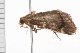 Image of <i>Hypsopygia thymetusalis</i>