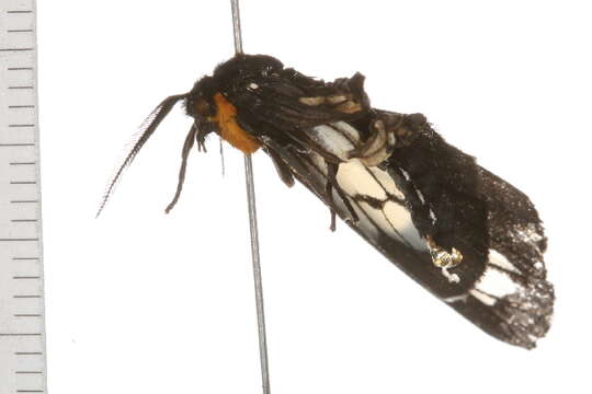 Слика од Gnophaela vermiculata Grote 1864