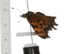 Sivun Polygonia faunus Edwards 1862 kuva