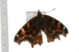 Image of compton tortoiseshell