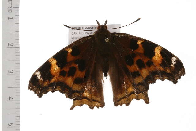 Image of compton tortoiseshell