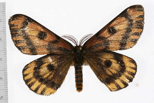 Image of <i>Hemileuca vanschayki</i>