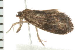 Image of Aterpia approximana Heinrich 1919