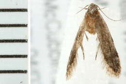 Image of Anacampsis conclusella Walker 1864