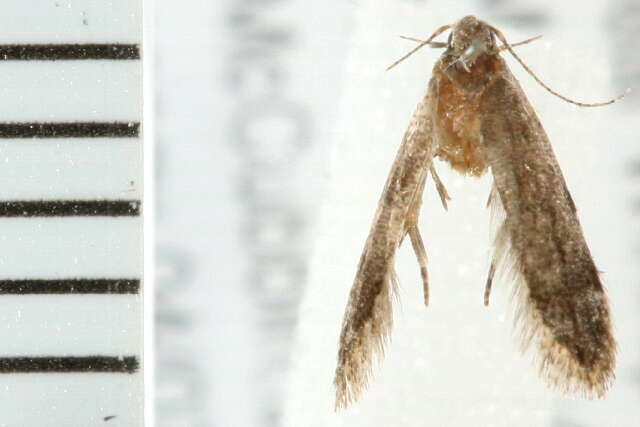 Image of Anacampsis conclusella Walker 1864