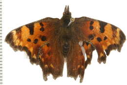 Sivun Polygonia faunus Edwards 1862 kuva