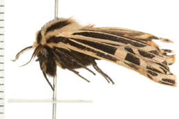 Image of Grammia Rambur 1866