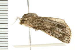 Image of Ruddy Dagger Moth