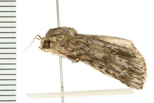 Imagem de Acronicta rubricoma Guenée 1852