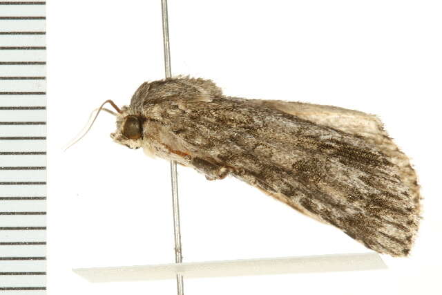 Image of Ruddy Dagger Moth