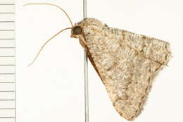 Image of <i>Digrammia sublacteolata</i>