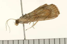 Image of Glaphyria sequistrialis
